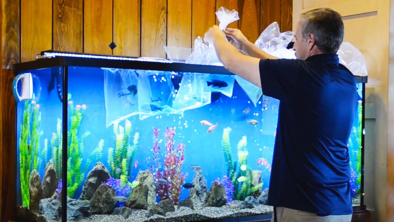 Professional Aquarium Services