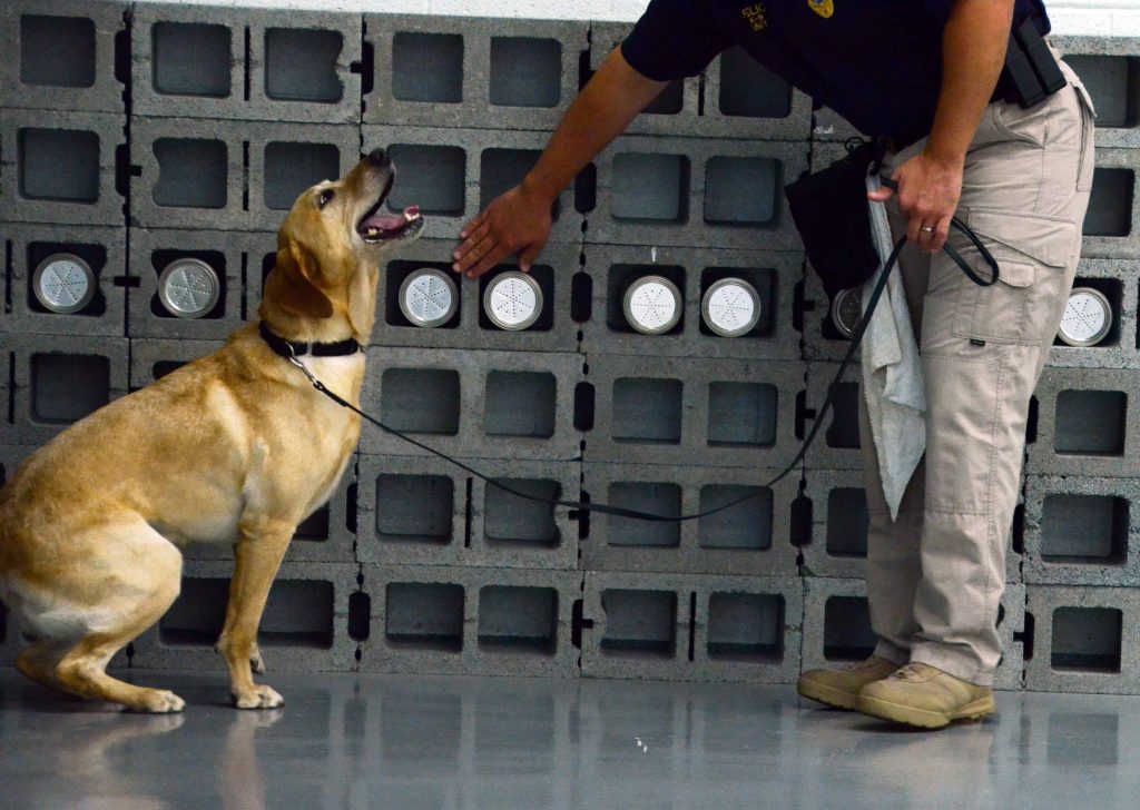 animal training center in Syracuse
