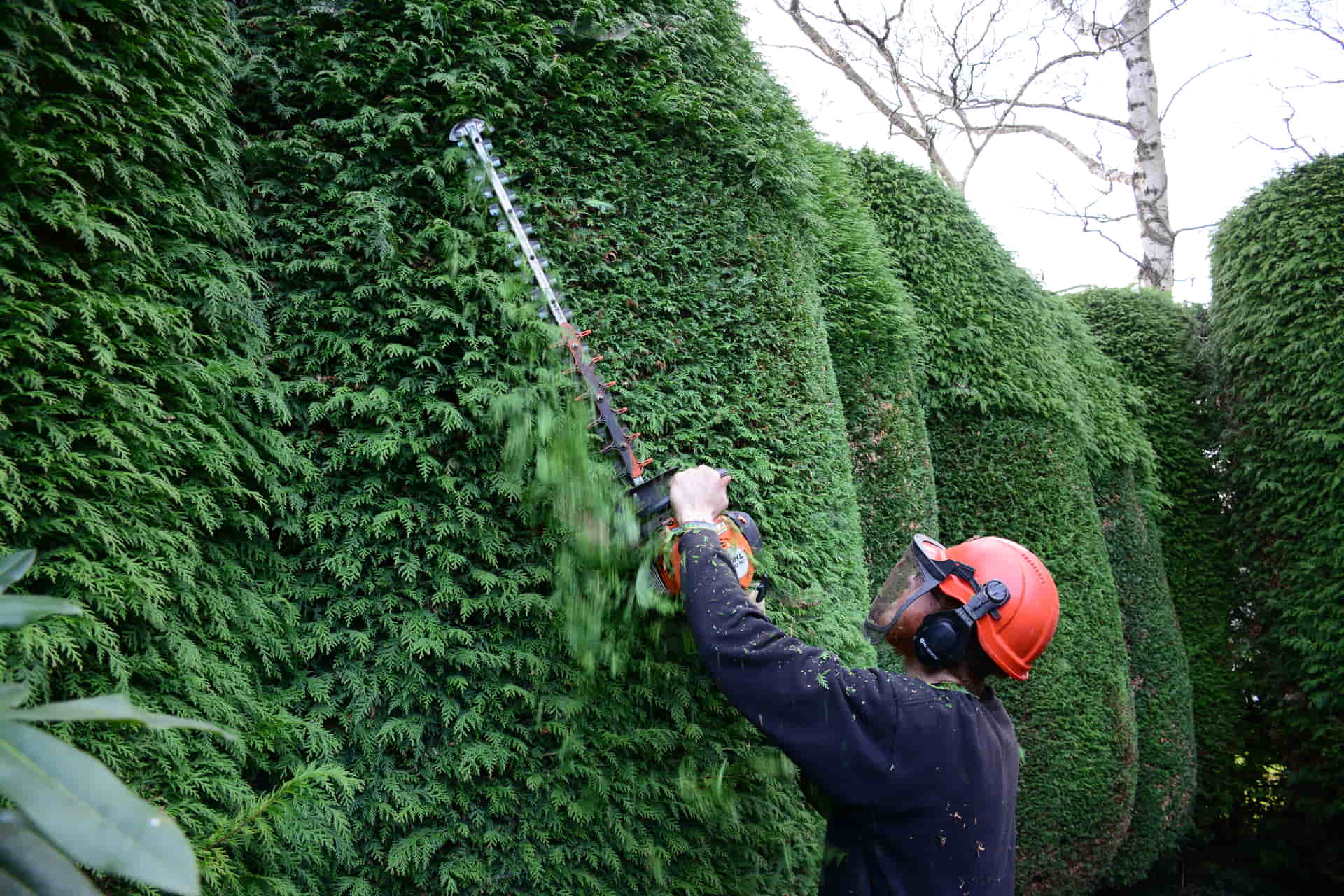 tree trimming tarpon springs fl
