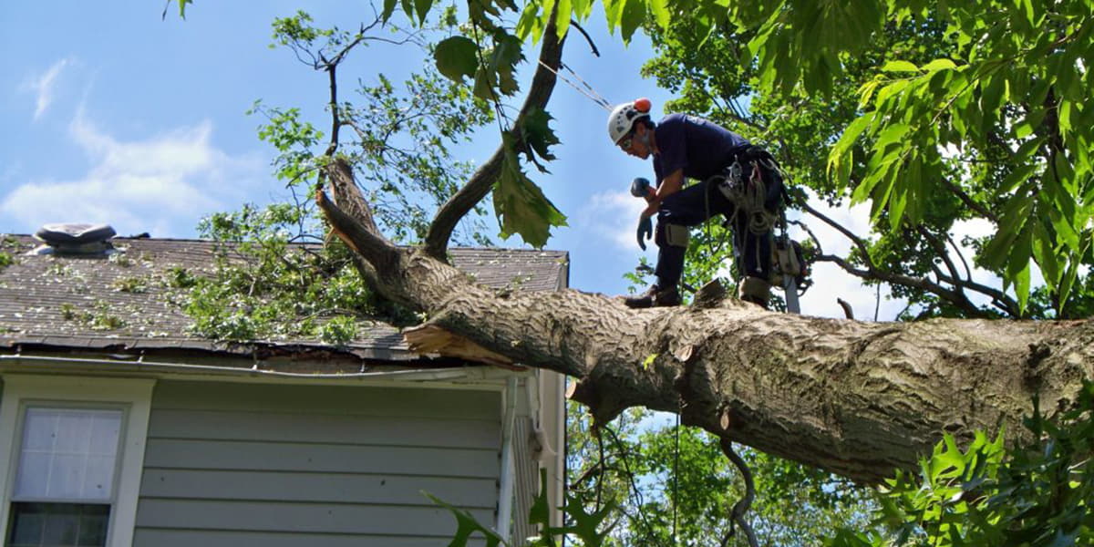 Tree Surgery Services